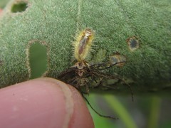 Aspidimorpha maculatissima