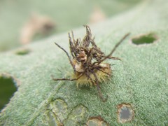 Aspidimorpha maculatissima