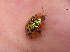 Aspidimorpha maculatissima