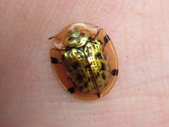 Aspidimorpha maculatissima