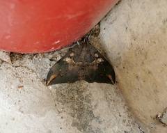 Ischyja ferrifracta