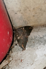 Ischyja ferrifracta