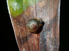 Coneuplecta calculosa