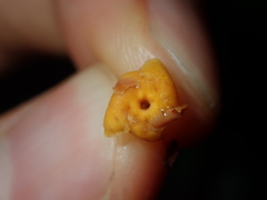 Melodinus australis