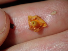 Melodinus australis
