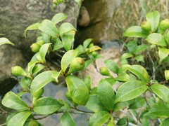 Ficus erecta
