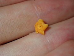 Melodinus australis