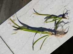 Vallisneria spiralis