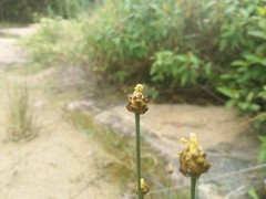 Xyris pauciflora