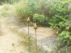 Xyris pauciflora