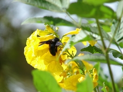 Xylocopa