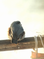 Sitta europaea asiatica