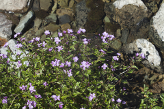 Epilobium algidum