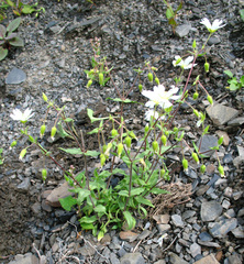 Cerastium multiflorum