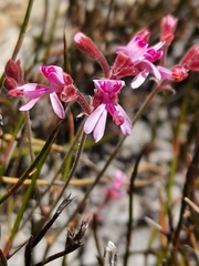 Pelargonium triphyllum