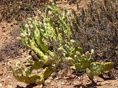 Opuntia monacantha