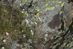 Cherleria circassica