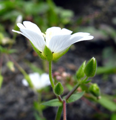 Cerastium multiflorum