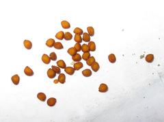 Cerastium multiflorum