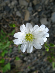 Cerastium multiflorum