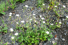 Cerastium multiflorum