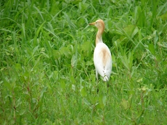 Bubulcus ibis