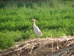 Bubulcus ibis
