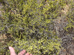 Roepera lichtensteiniana