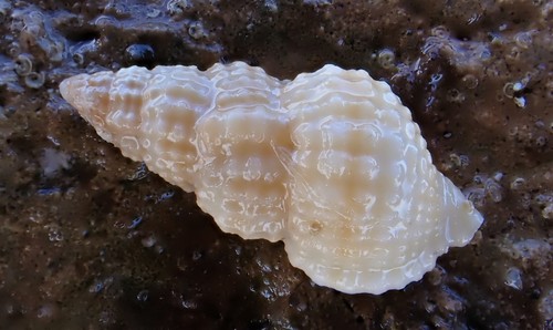 Cymatiella sexcostata image