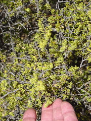 Roepera lichtensteiniana