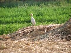 Bubulcus ibis