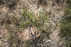 Crassula ericoides