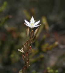 Ornithogalum juncifolium