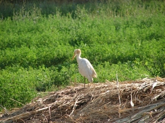 Bubulcus ibis