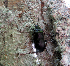 Melandrya dubia
