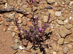 Smicrostigma viride