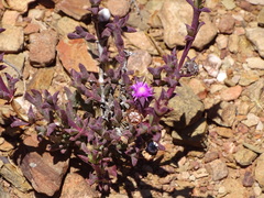 Smicrostigma viride