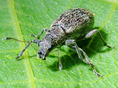 Polydrusus inustus