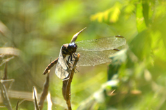 Orthemis ambinigra
