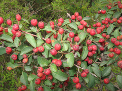 Cotoneaster meyeri