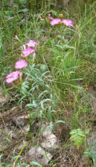 Dianthus caucaseus