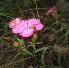 Dianthus caucaseus