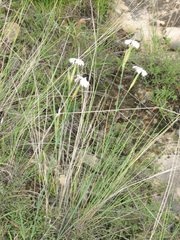 Dianthus fragrans