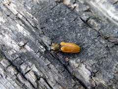 Anostirus castaneus
