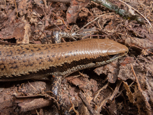 Black-Spotted Skink, Copeoglossum nigropunctatum