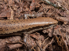 Black-Spotted Skink photo 4
