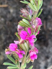 Indigofera rhodantha
