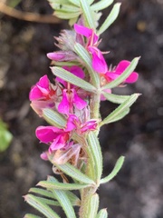 Indigofera rhodantha