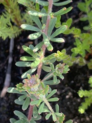 Indigofera rhodantha