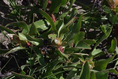 Protea foliosa